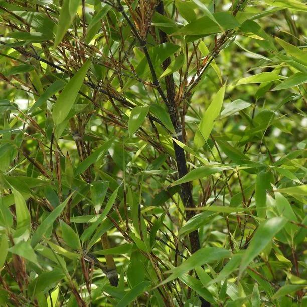 Black Bamboo (Phyllostachys nigra) Img 1